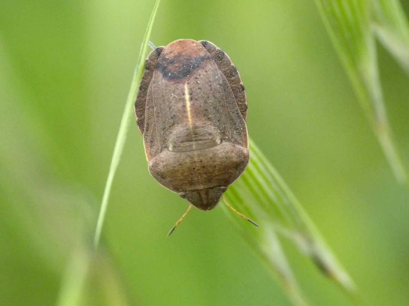 Scutelleridae: Eurygaster austriaca del Lazio - Tolfa (RM)